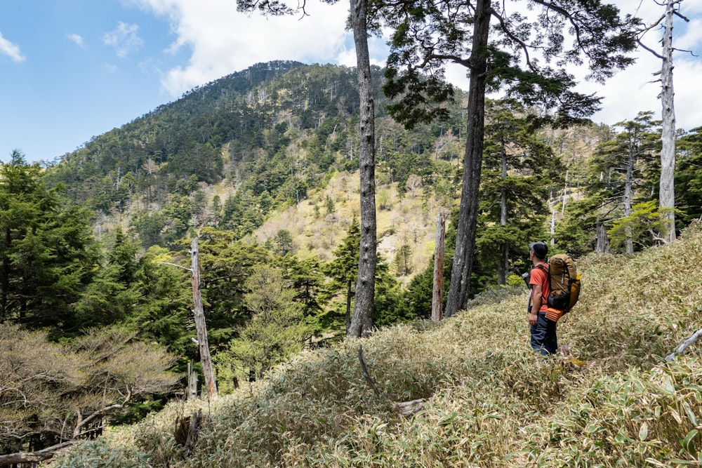 <p>笹薮が膝丈ほどの高さに落ち着いたところまで下降して、黒法師岳を振り返る。<br>黒法師岳の東面も笹薮が茂っているのと、こちらは踏み跡が不明瞭なのでしょっちゅうロストした。<br>そのたびに激薮を漕ぎながらのトラバースを強いられる。これぞ深南部という体験だった。<br></p>