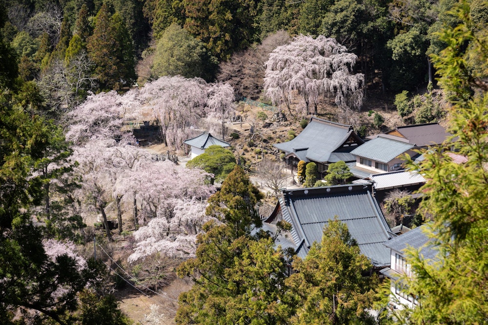<p>ロープウェイに甘えて山頂を目指す。途中で見える西谷の桜がこれまた満開で美しい。</p>