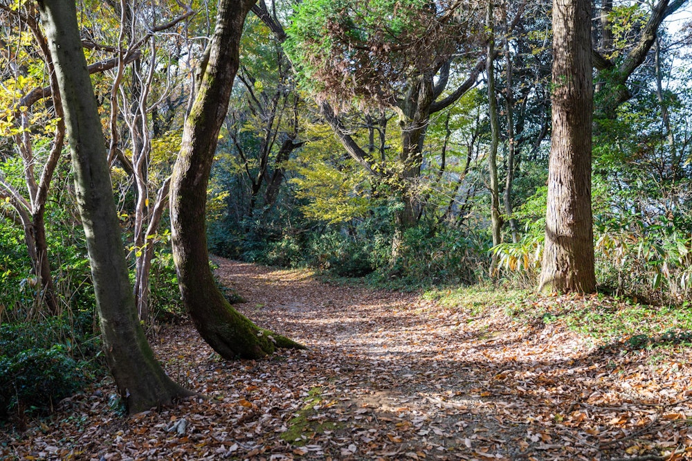 <p>ひとたびトレイルに出ると、そこは素晴らしく歩きやすい道が続く。<br>真夏以外は散歩コースとしても良さそう。</p>