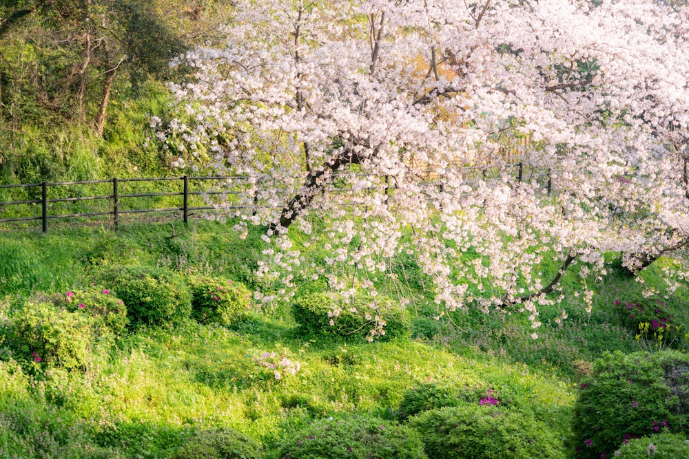 <p>桜の花と、色鮮やかな新緑との共演。春本番だ。</p>