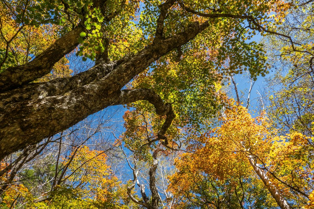 <p>このあたり一帯の紅葉は 10 月上旬で色づきはじめだったが、あと 1〜2 週間で見頃といったところだろう。<br>個人的には、色づきはじめの緑と黄色と少しの赤色が混ざり合う感じも好み。</p>