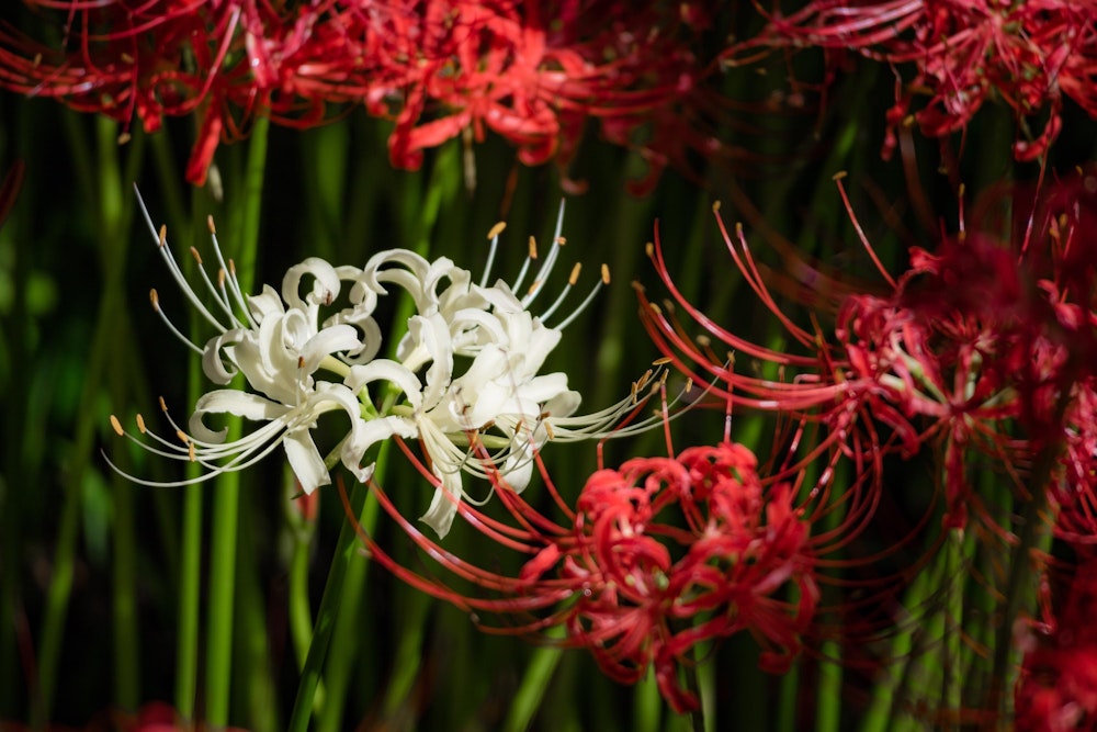 <p>ほとんどが真っ赤な花を咲かせている中、真っ白の個体もあった。紅一点の逆か。</p>