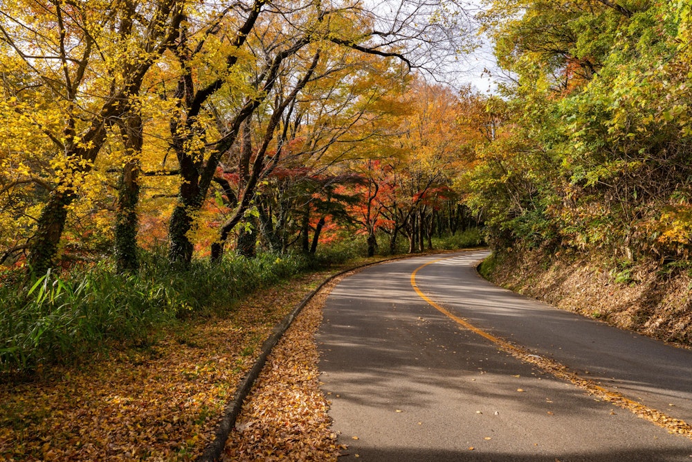 <p>呉羽丘陵多目的広場の駐車場に車を停めて、白鳥ラインの車道を歩いて尾根筋のトレイルに向かう。<br>この車道は本来歩かなくてもすぐにトレイルに出られるはずなんだが、ちょうどこのときは工事をしていて通れなかった。<br>そのため、呉羽丘陵フットパス連絡橋も渡ってみたかったが今回はスキップ。<br>しかしこの区間の紅葉が素晴らしく、歩道はないが歩いていて気持ちよかった。</p>