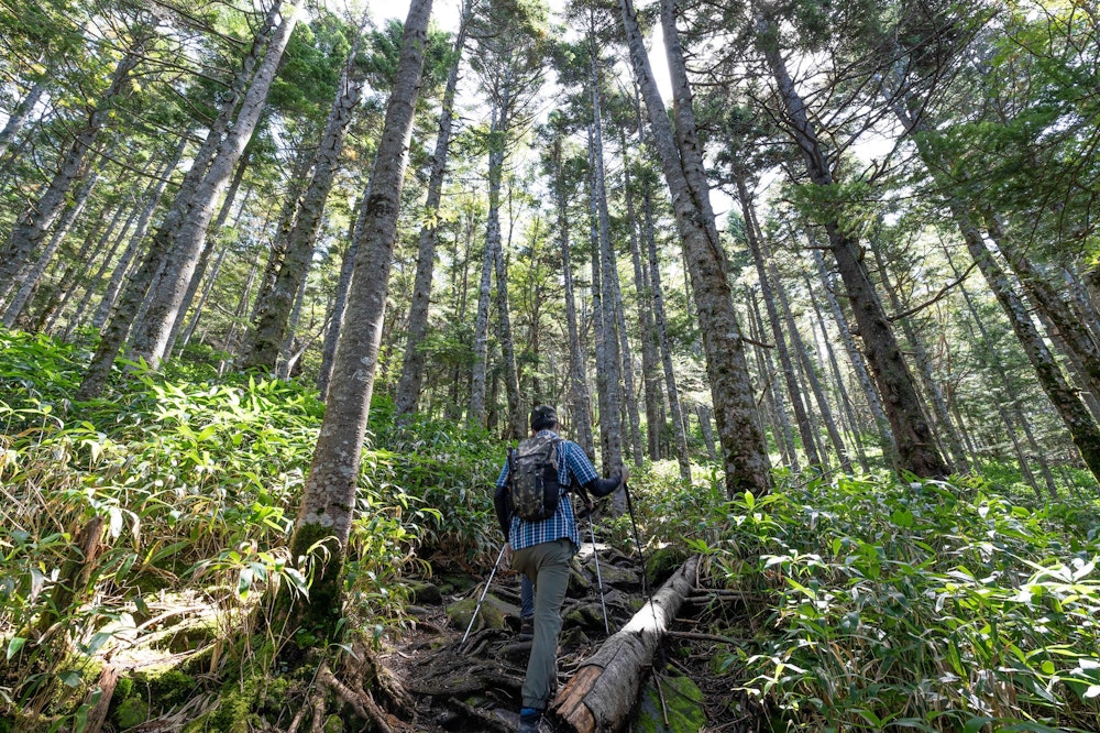 <p>その樹林帯を登り、四阿山へ。ここが意外とタフな登りだった。</p>
