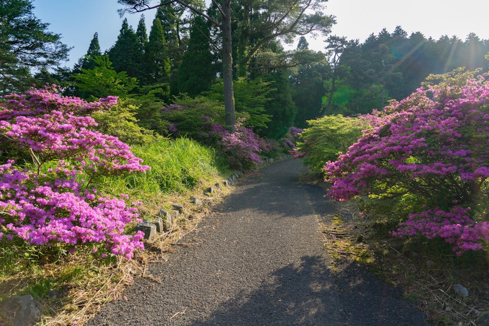 <p>池ノ原園地に駐車し、徒歩で遊歩道を登って仁田峠を目指す。<br>九州の高山帯に自生するツツジの固有種、ミヤマキリシマが綺麗だった。</p>
