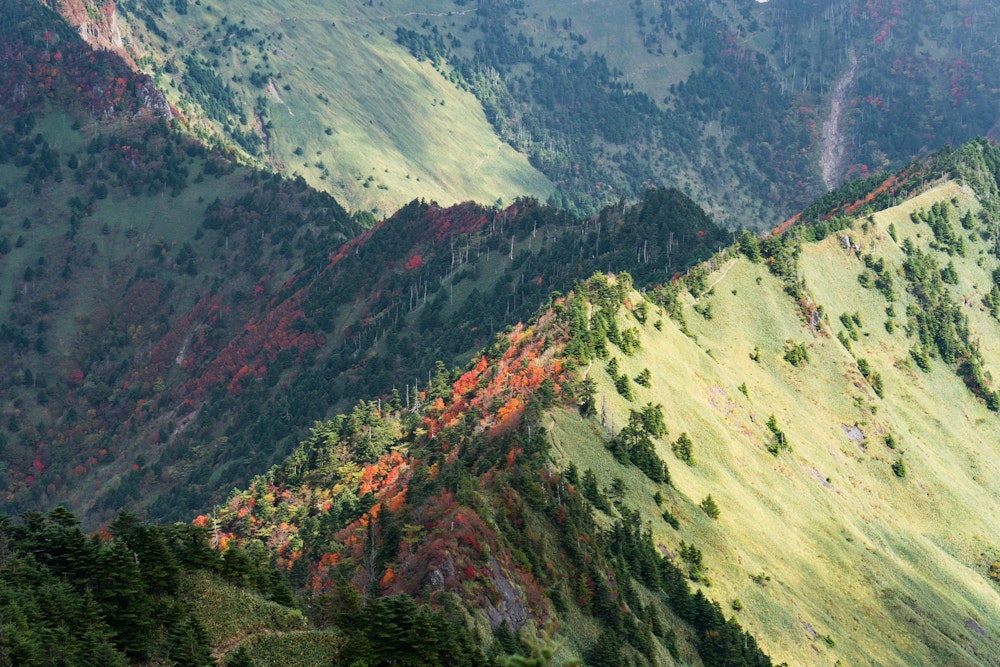 <p>細い尾根道。笹に覆われた滑らかな斜面が美しい。<br>日が当たりにくい斜面の木々ほどよく色づいているのがわかる。</p>