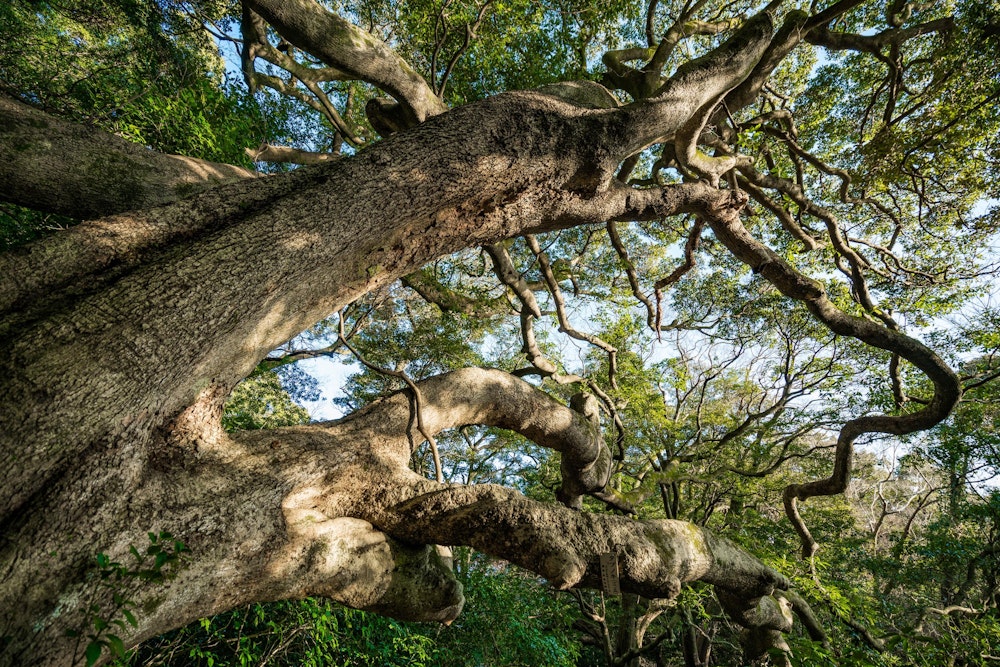 <p>立花山は大きなクスの木がいくつもあり、樹林帯も楽しめる。</p>