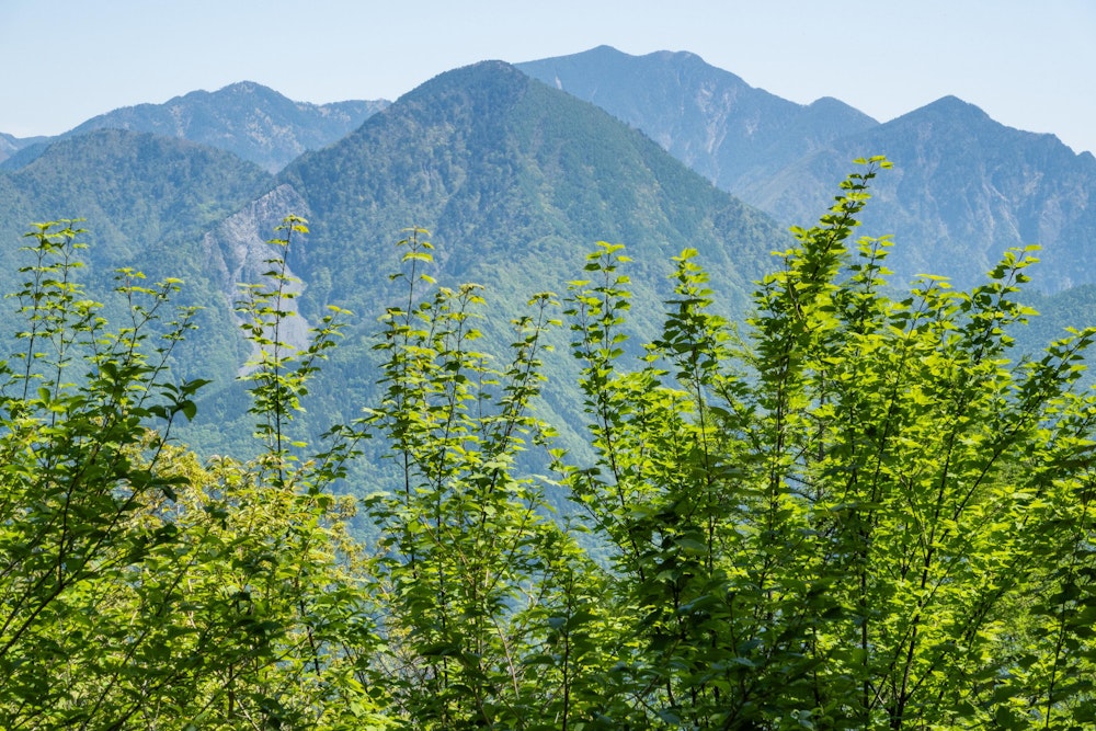 <p>沢口山の山頂は樹林に囲まれているが、少し外れたところに北東方向がひらけた展望台がある。<br>手前の三角形の山は寸又三山のひとつである朝日岳で、その奥の一番高い山が大無間山。いつかは行ってみたい大無間山。</p>