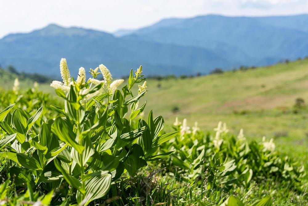 <p>コバイケイソウの花もいたるところで一斉に開花していた。<br>立山の大日尾根では 7 月下旬に見頃を迎えていたので、やはりここは少し早い。</p>