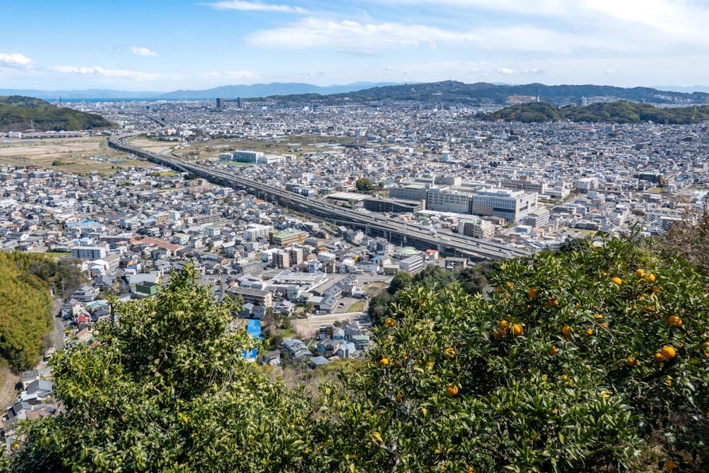 <p>みかんの木もたくさんあった。おそらく近隣の農家さんが植えているものだろう。<br>写真は東静岡・草薙方面。谷津山や日本平、そして奥には駿河湾や伊豆半島が見える。<br>強い北西風で乾燥した冷たい空気が運ばれてきて、遠くまでよく見える。</p>