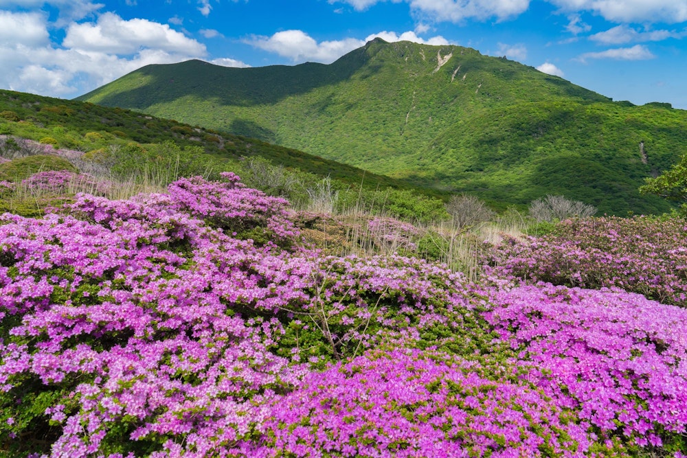 <p>最盛期はまだ先といっても、いたるところで満開の株を見ることができる。</p>