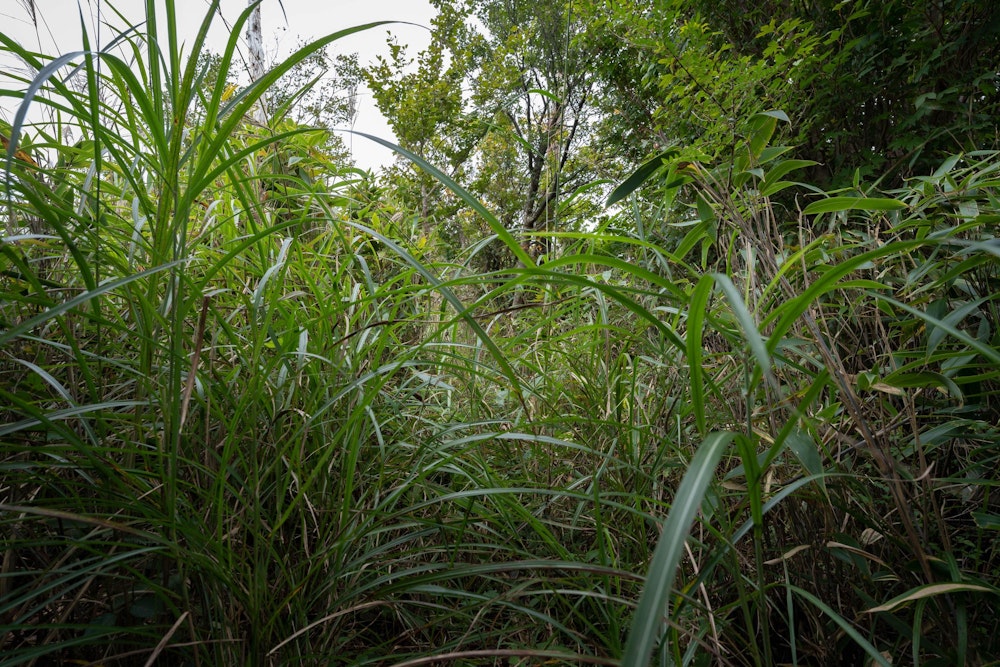 <p>入山者が少ないルートは、ご覧の藪漕ぎ。<br>こんなのも、九州脊梁の魅力のひとつ。</p>