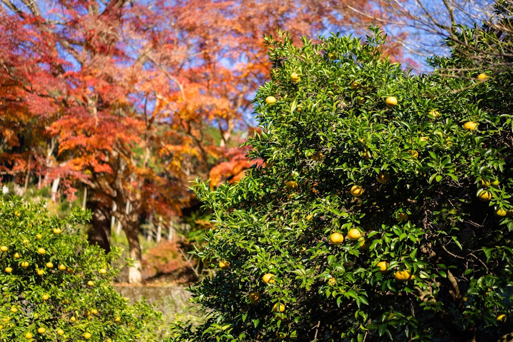 <p>みかんの木と紅葉。</p>