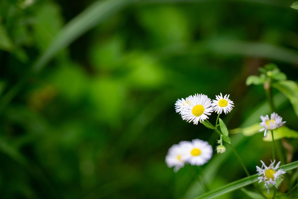 <p>このカモミールみたいな花はなんだろう。<br>高山植物は 3 種類くらいしかわからない。</p>