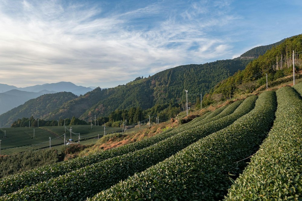 <p>茶畑の脇を通る。静岡らしい風景だ。</p>