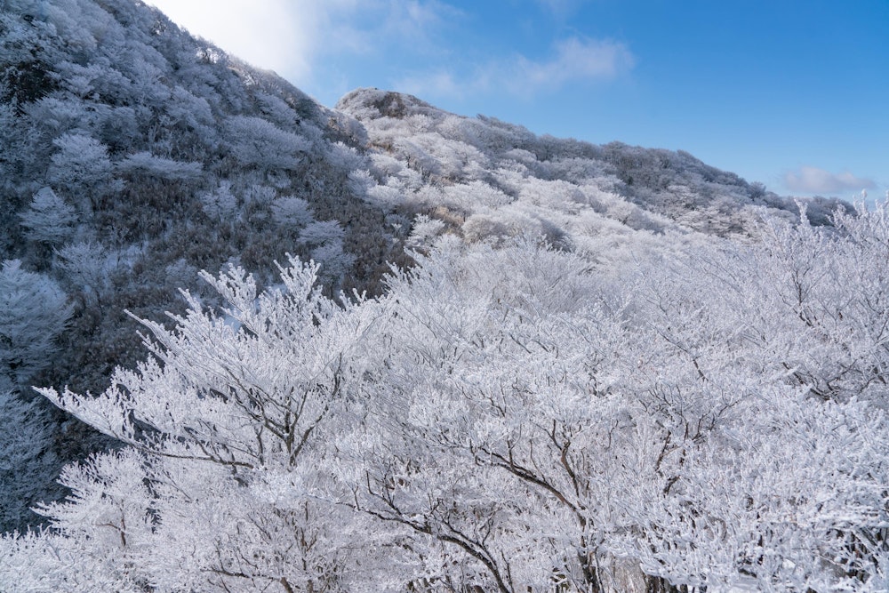 <p>青空が広がり、霧氷が白くキラキラと輝く。</p>