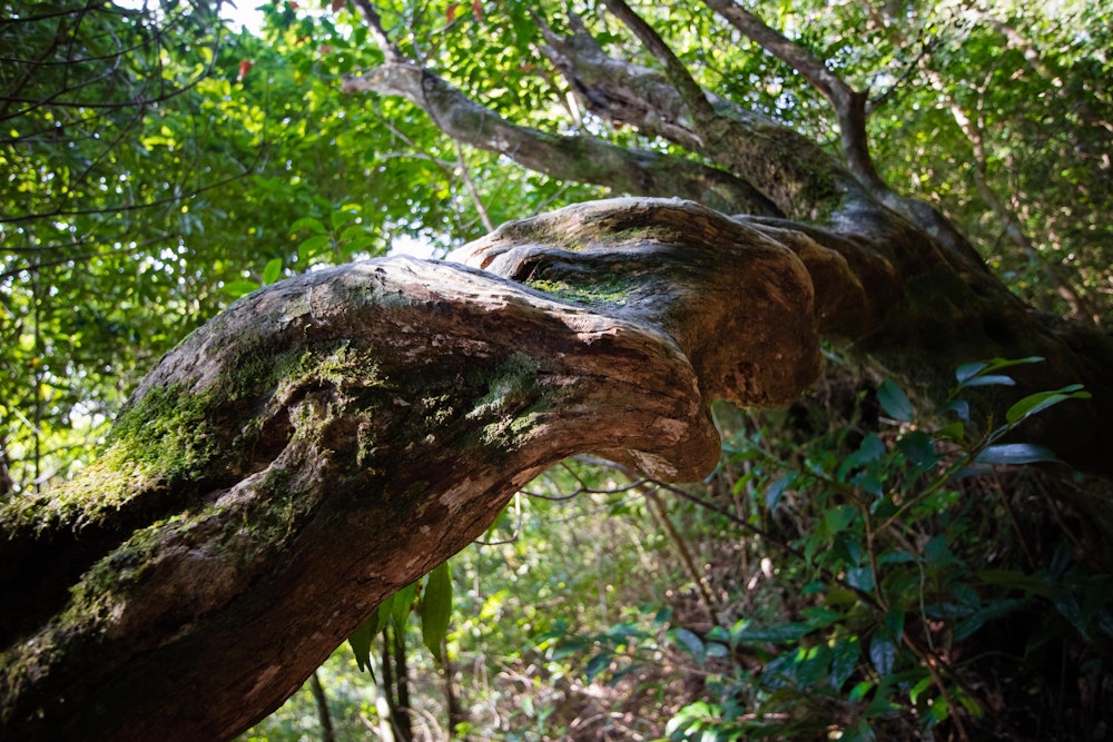 <p>ねじれる木。</p>