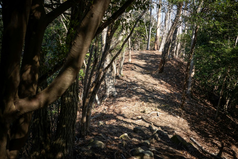<p>地形図を見たとおり、三津口ルートはゆるやかで歩きやすい。<br>長浜口とどちらの登山口を選んでも入り口のすぐ近くにバス停があるため公共交通期間でも訪れやすそうだ。</p>