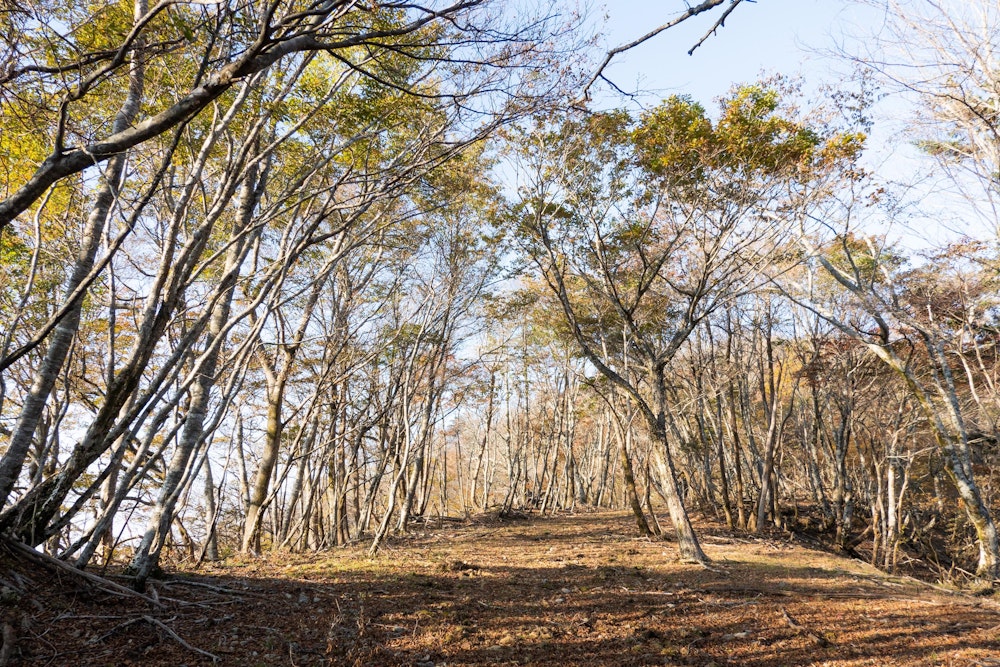 <p>那須往還の廃道を辿って北上する。<br>古い交易路の面影がかすかに残る、平坦な歩きやすい道が続く。</p>