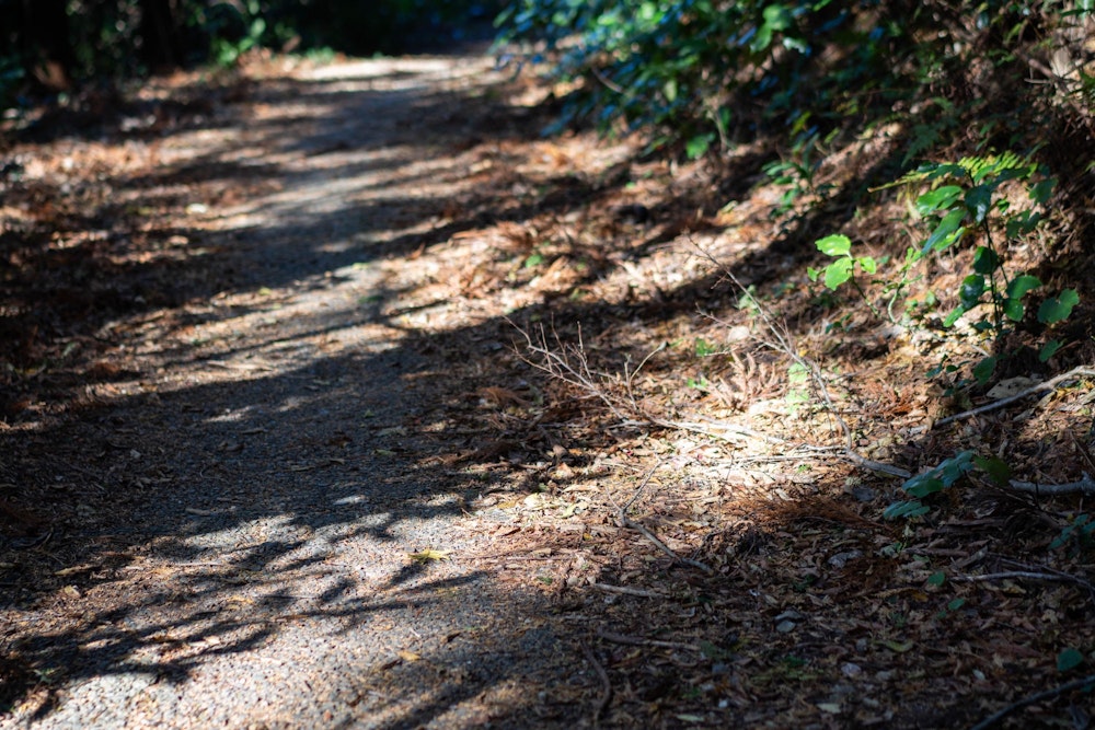 <p>ゆっくりと山を下りていく。</p>