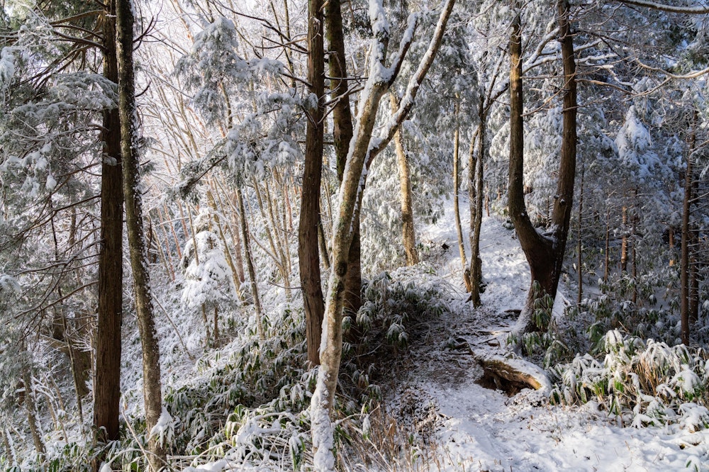<p>南沢山の登山道は静かな樹林帯。<br>時折、雲間から朝日が差し込み、期待が高まる。</p>