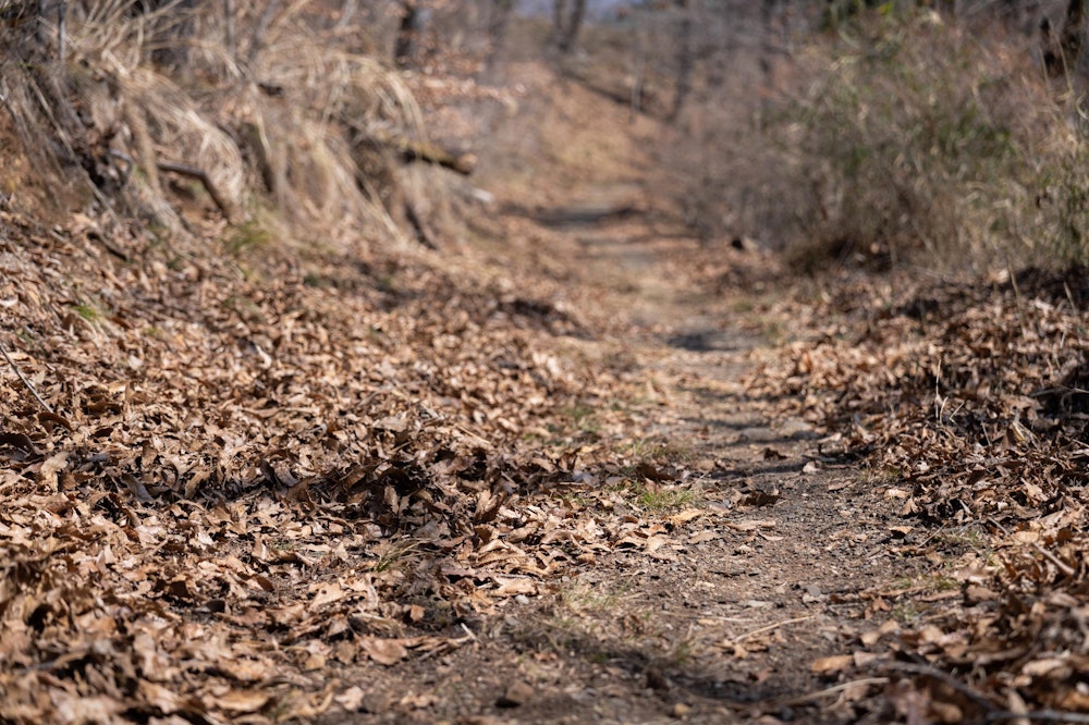<p>あたりは春の日差しに包まれているが、まだ葉をつけるには間に合っていない冬枯れの森の小径を歩く。</p>