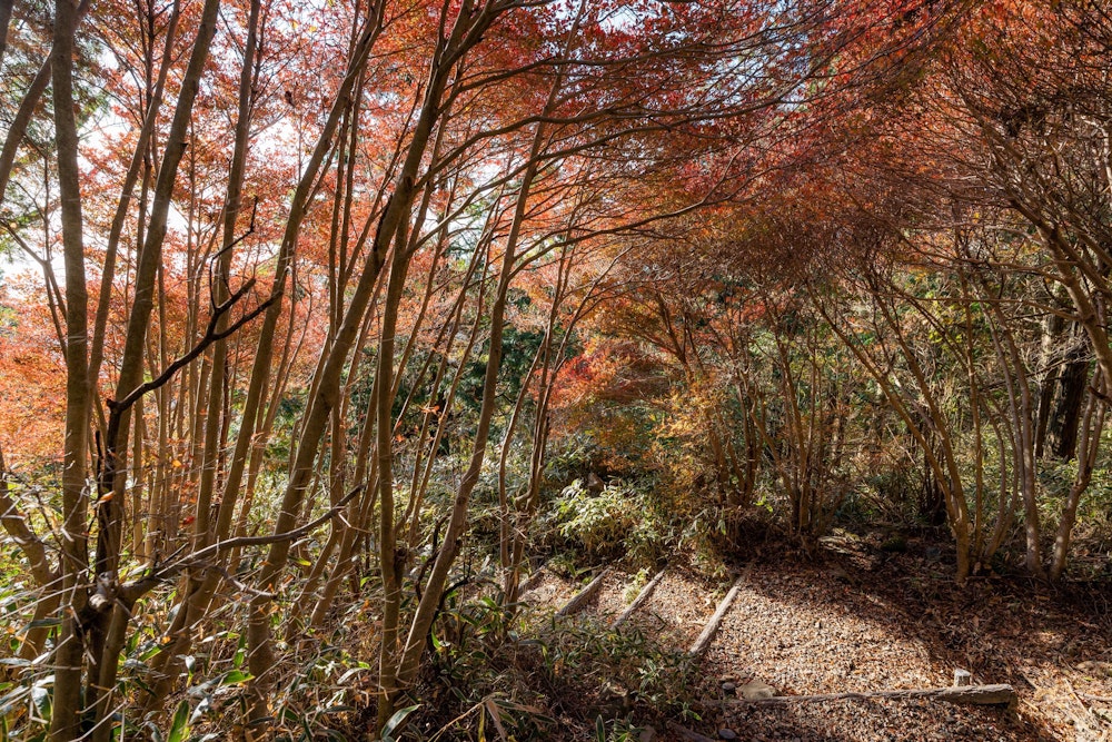 <p>このあたりだけ紅葉した木々が密集していた。季節は 11 月頭。<br>たしかに標高 1000m 未満の場所では紅葉シーズンだ。</p>