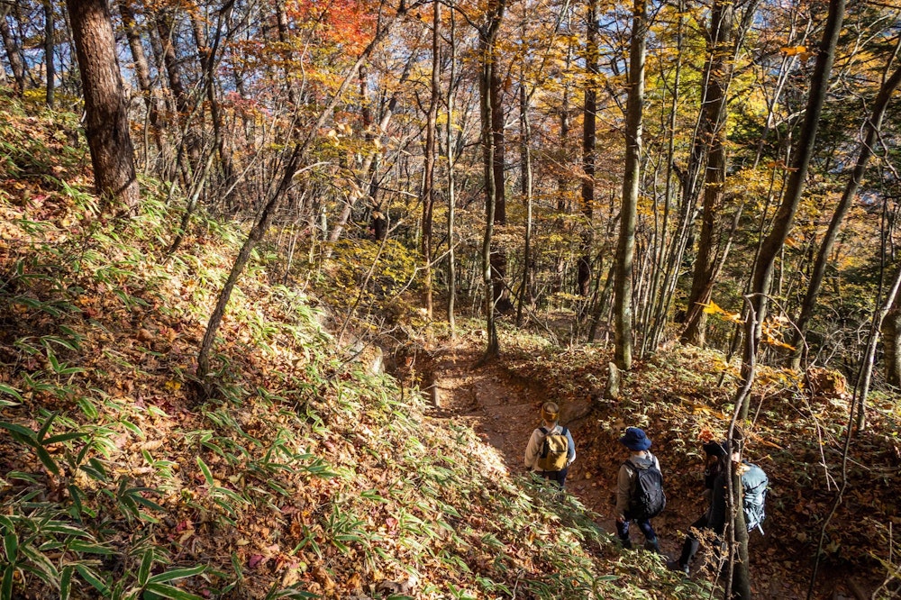 <p><span style="color:#000000">ふたたび秋色のトンネルを歩いて下山。</span><br>色鮮やかな紅葉と、真っ白なビーチをそれぞれ楽しめる、手軽でお得な山歩きだった。</p>