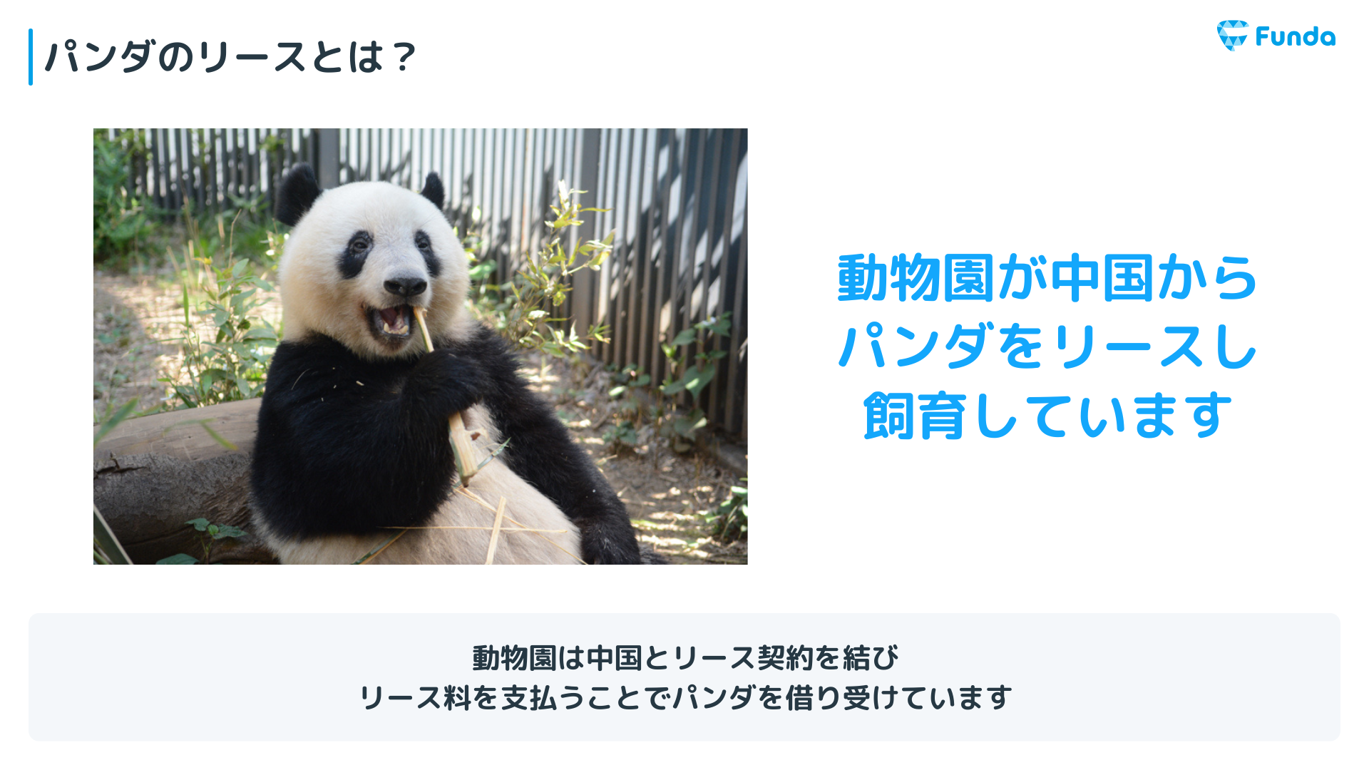 パンダのリース