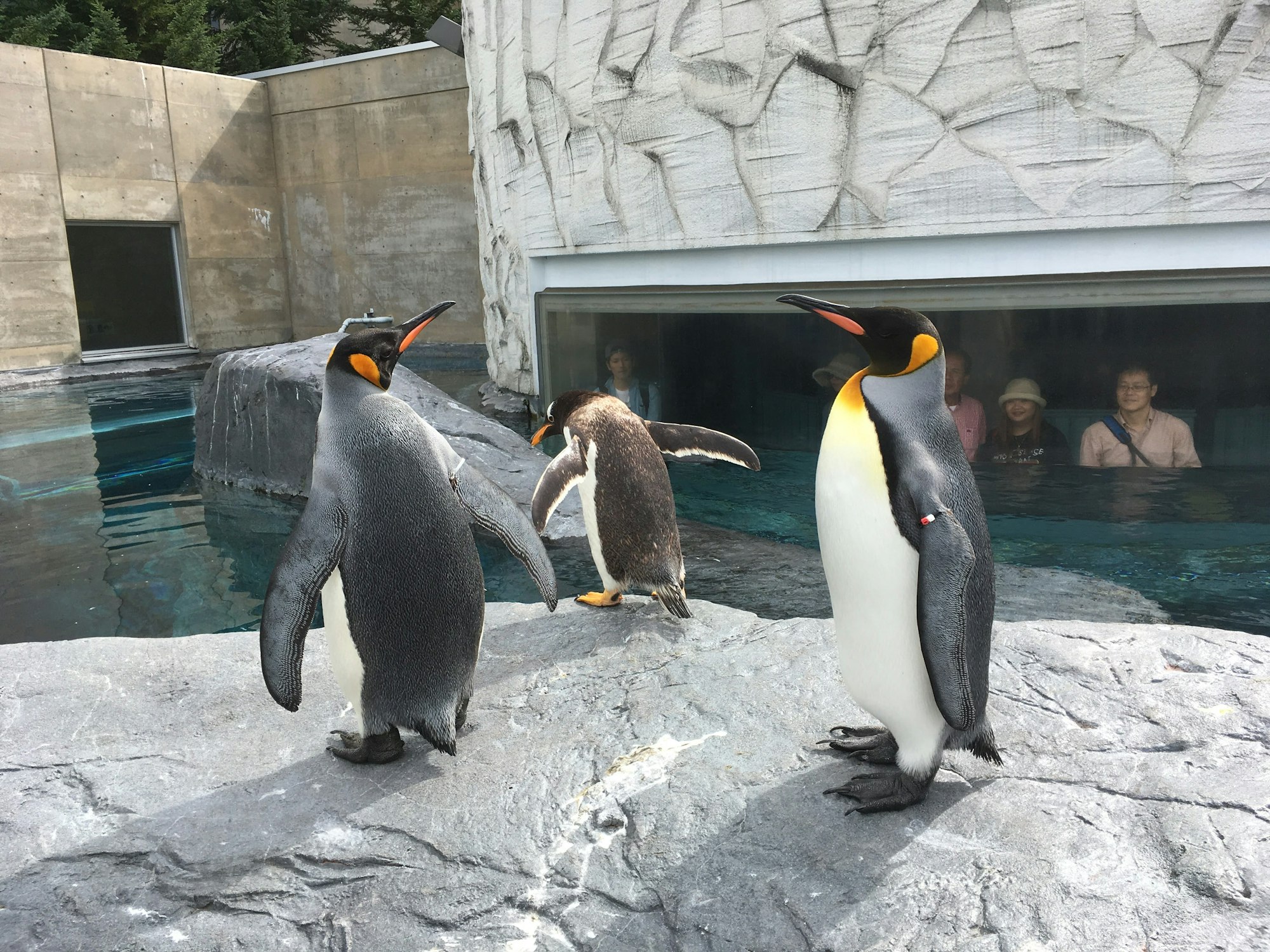 最終日なんとか電気が復旧し、急遽旭川動物園へ