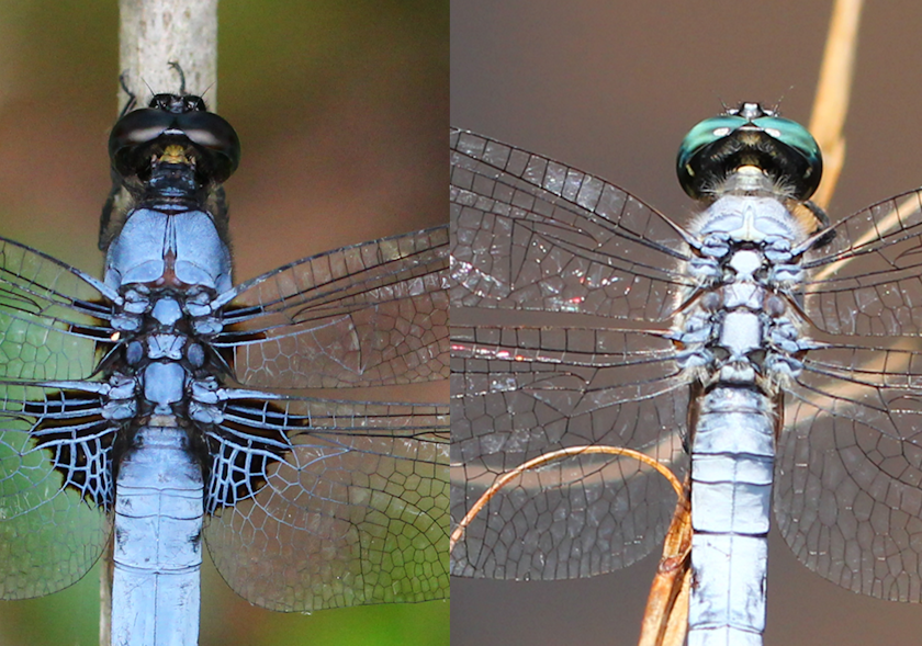 生き物解説】色いろいろ～トヨタの森のトンボ図鑑～ | トヨタの森 公式