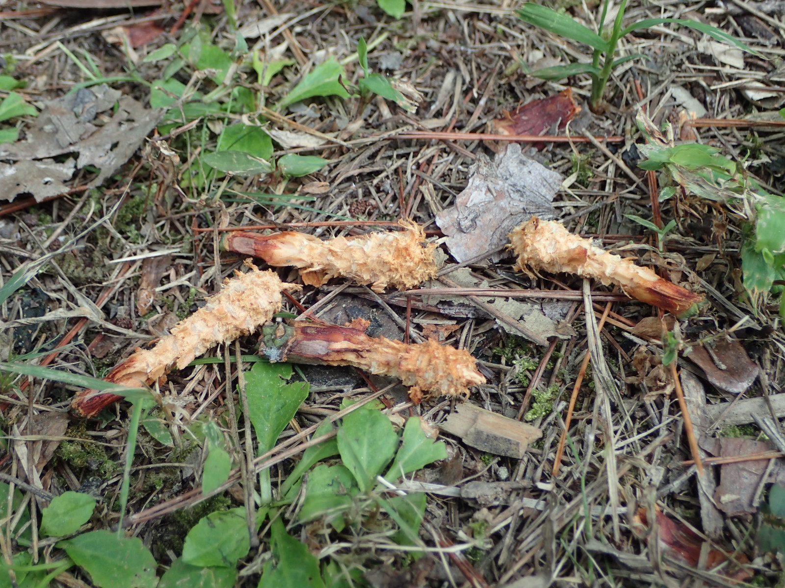 ムササビ出品 終了】2025年5月11日（日）・17日（土）「新緑の高尾山でムササビ観察