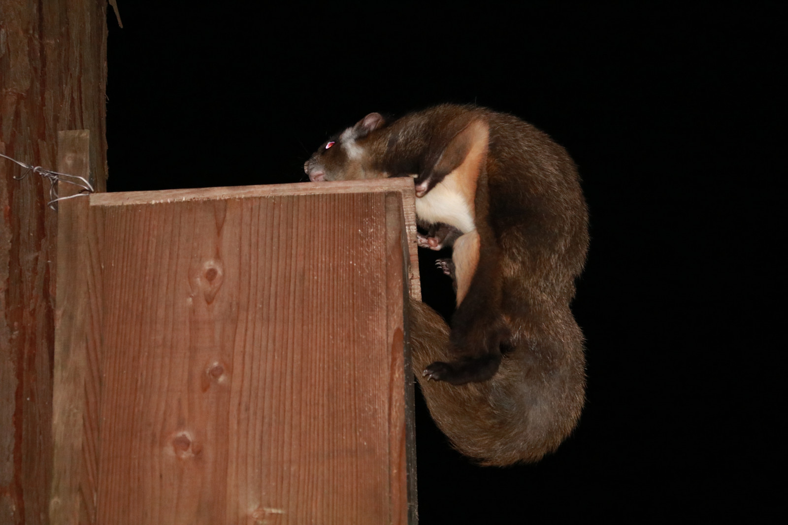 ムササビ | トヨタの森 公式ブログ