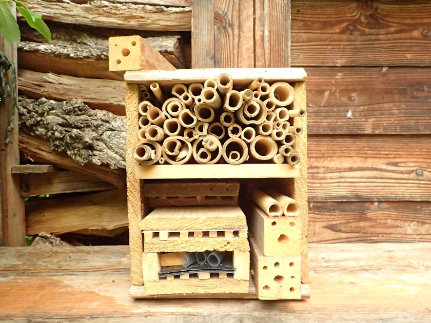 みーつけた！ 今日の森の生き物】筒に巣を作るハチ | トヨタの森 公式