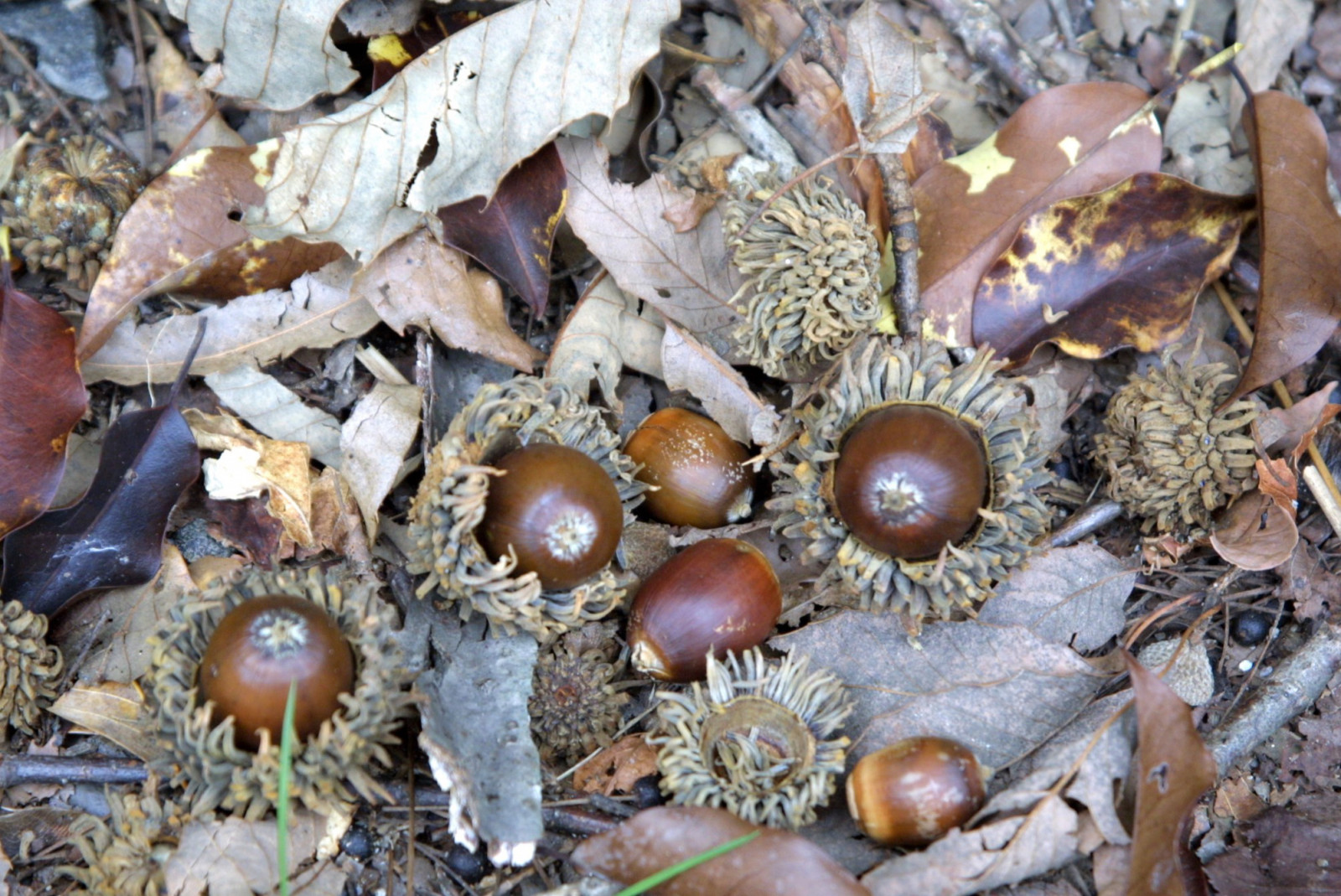 みーつけた！今日の森の生き物】ドングリ | トヨタの森 公式ブログ