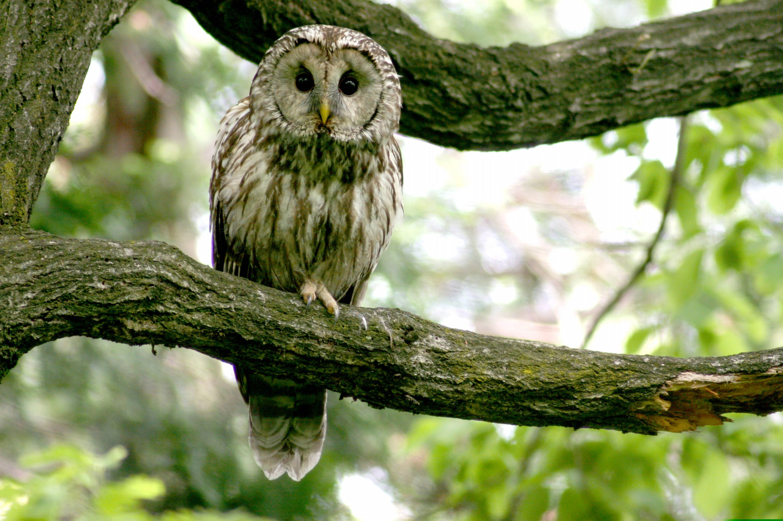 生き物解説】「フクロウの体の秘密を探れ！～夜のハンターの