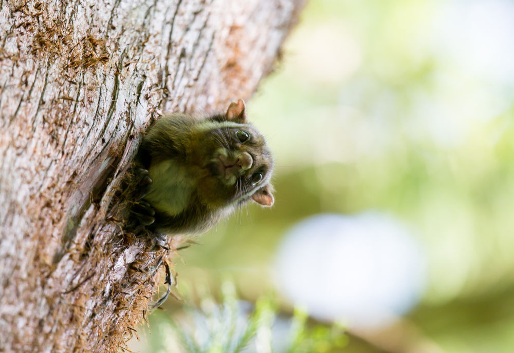 ムササビ | トヨタの森 公式ブログ