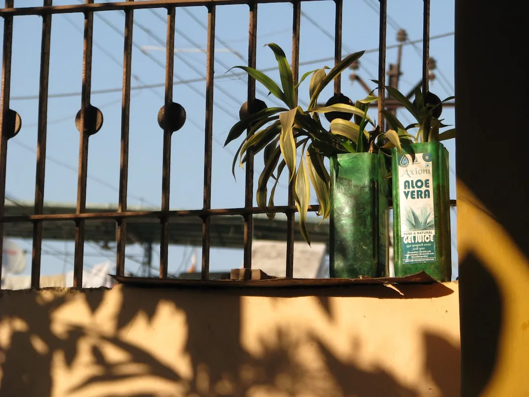 エシカル消費・サステナブルな商品と緑の植物