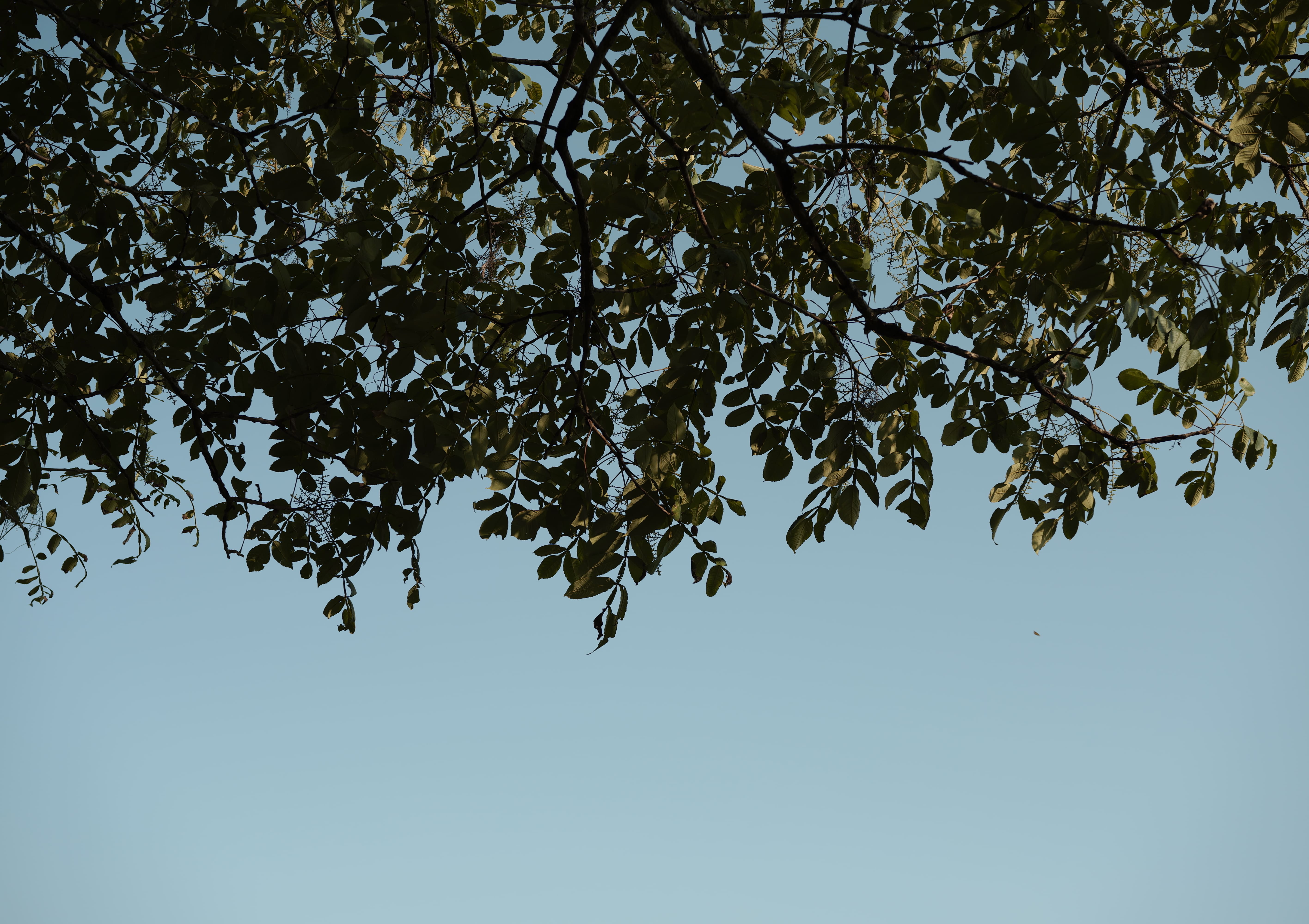 tile-photo thumbnail
