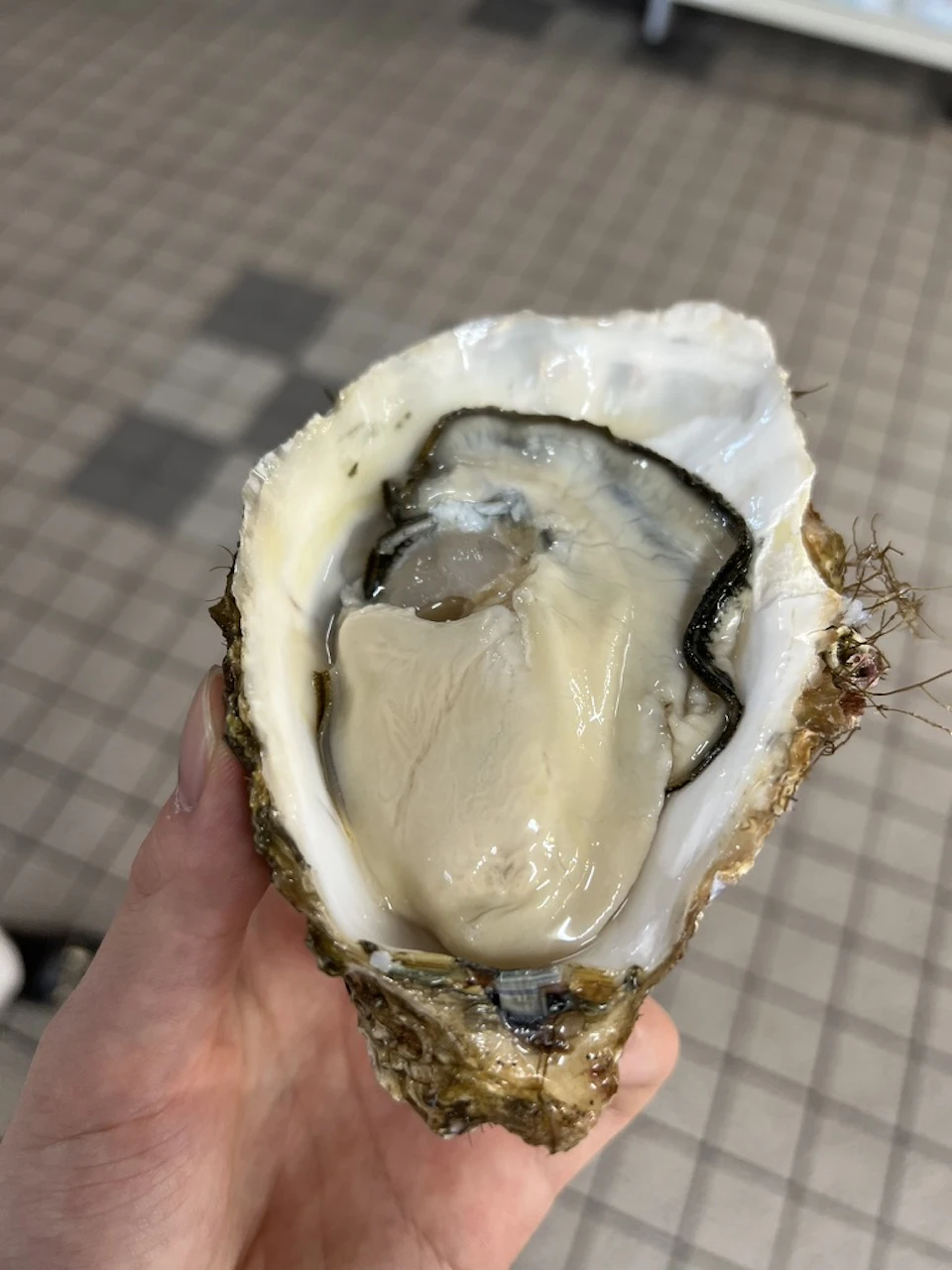 クリーミーな生牡蠣の画像
