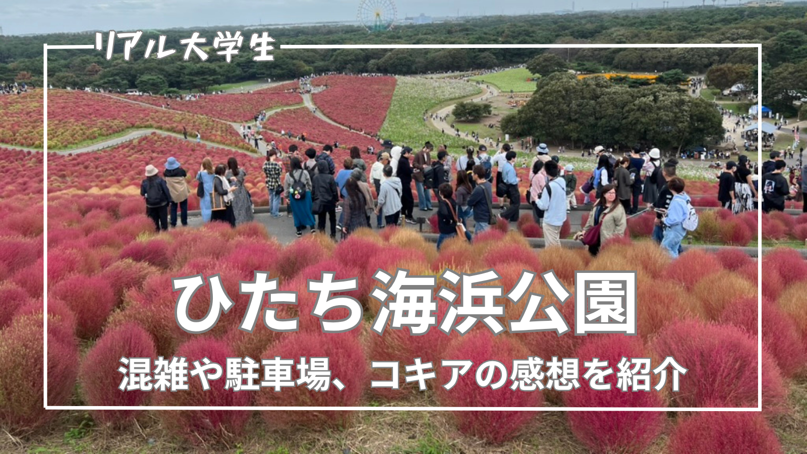 コキアの見頃に行ってきた！混雑や駐車場、みはらしの丘の感想を紹介