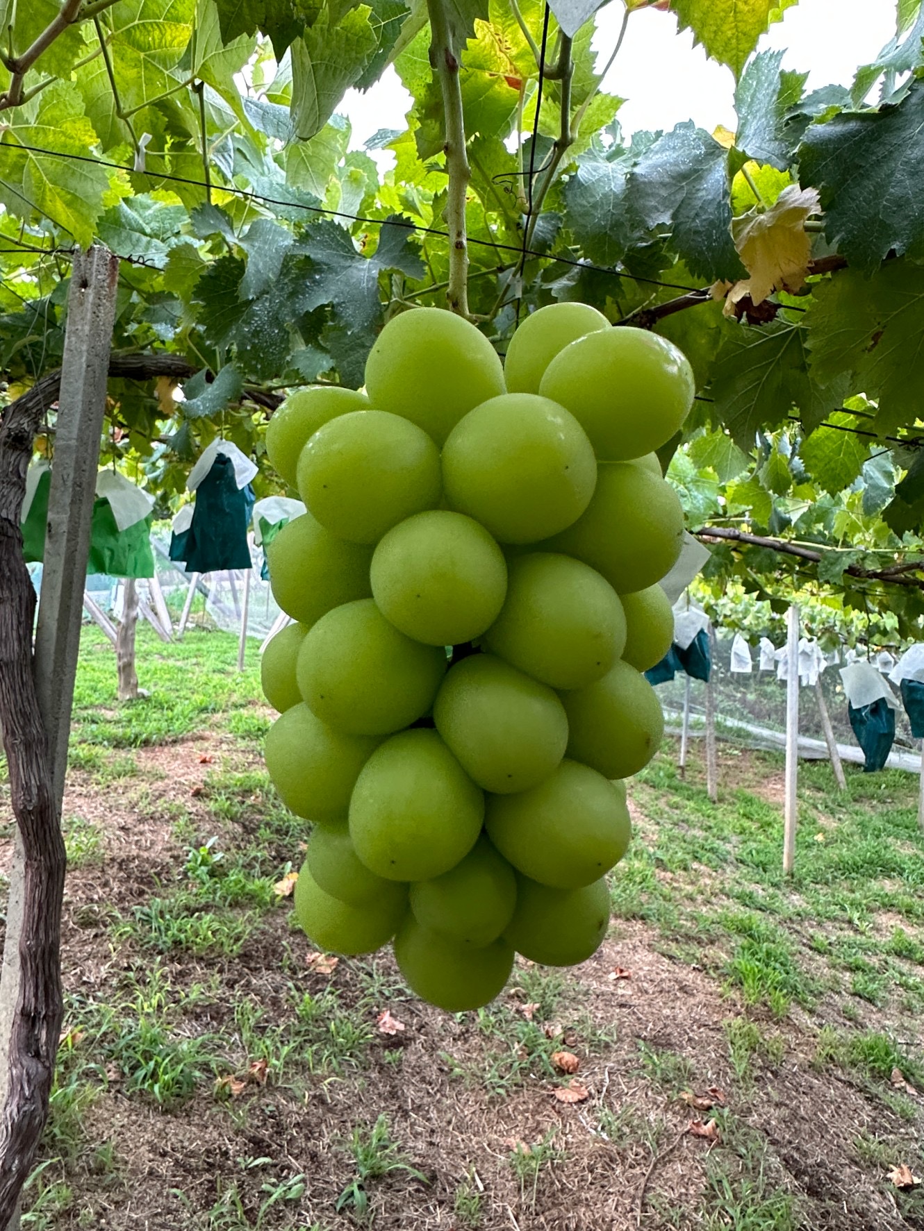 Kamezawa Farm - かめざわ農園 | 山梨県甲斐市のぶどう農園