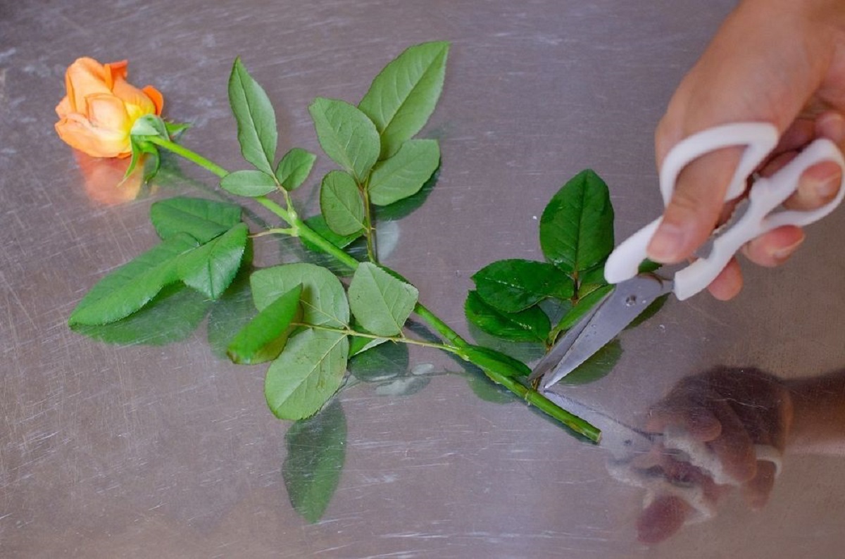 日差したっぷりは実はNG!?】切り花を長持ちさせるコツ5つ | 東京ガス