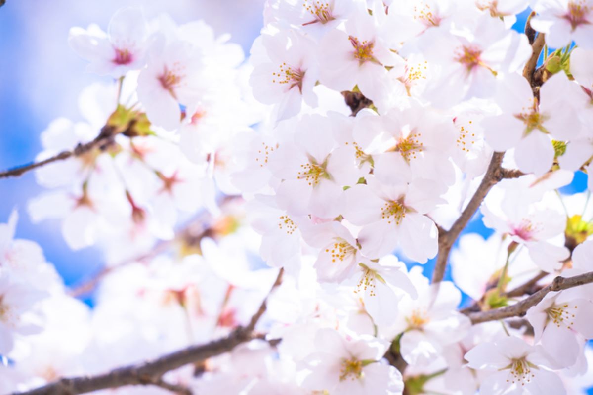 さくら(桜)は〇〇種類もあるの?! 2026年の見頃はいつ? 開花時期