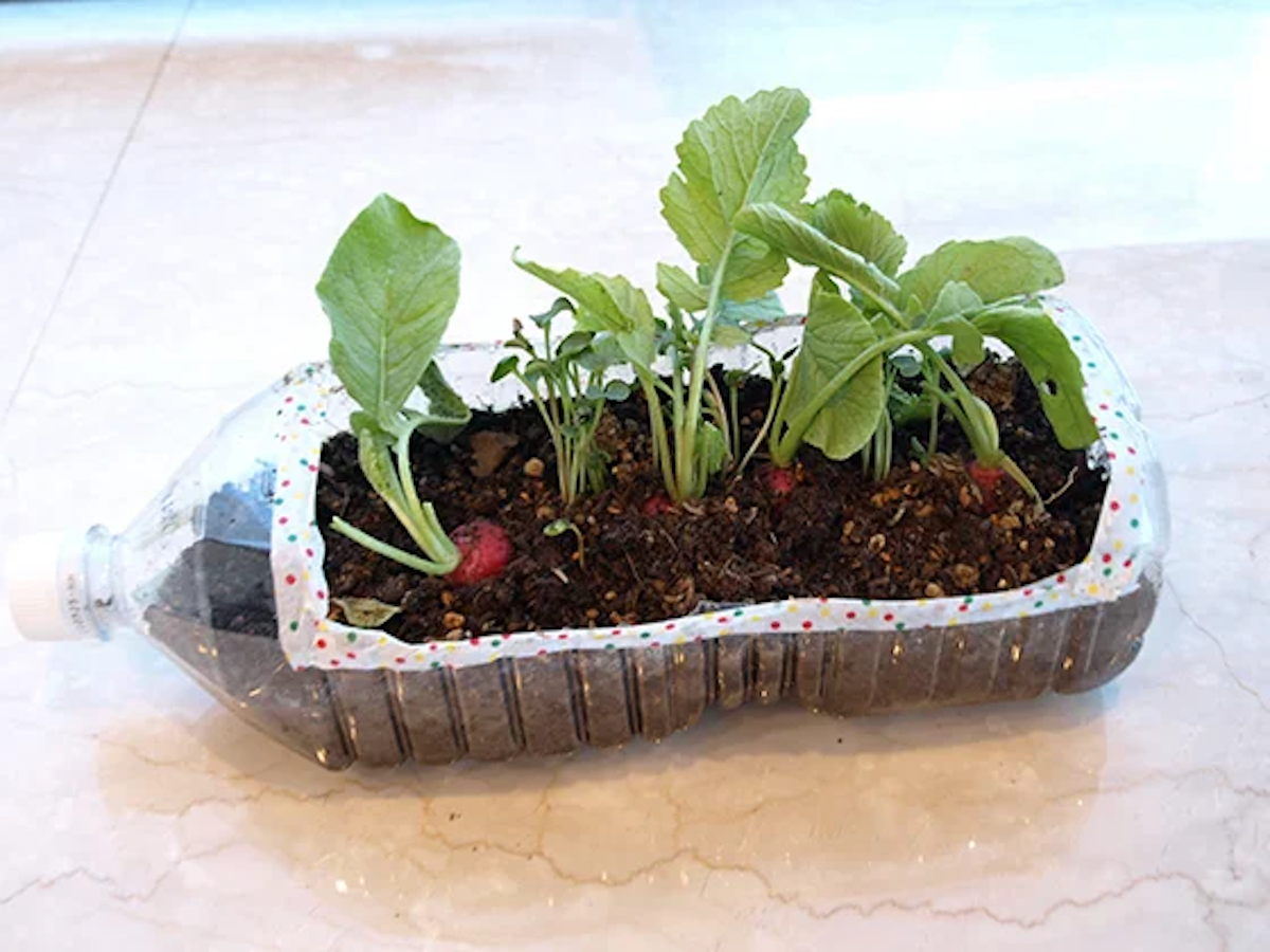 見込みにラデュッシュの大鉢 大鉢