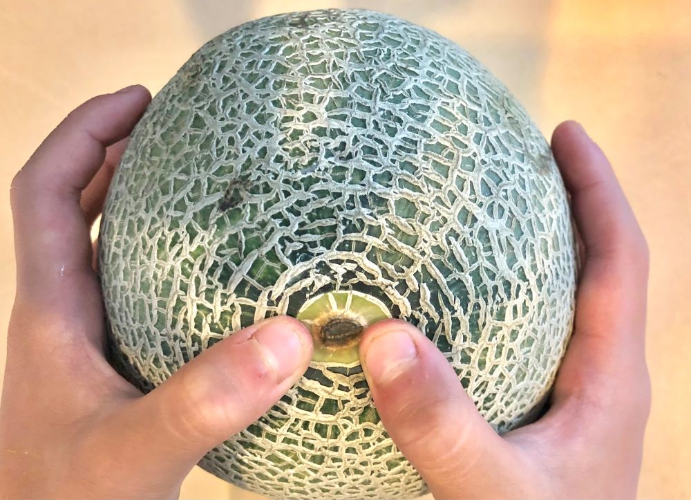 農家に聞く! メロンの食べ頃の見分け方や正しい保存方法。種類や