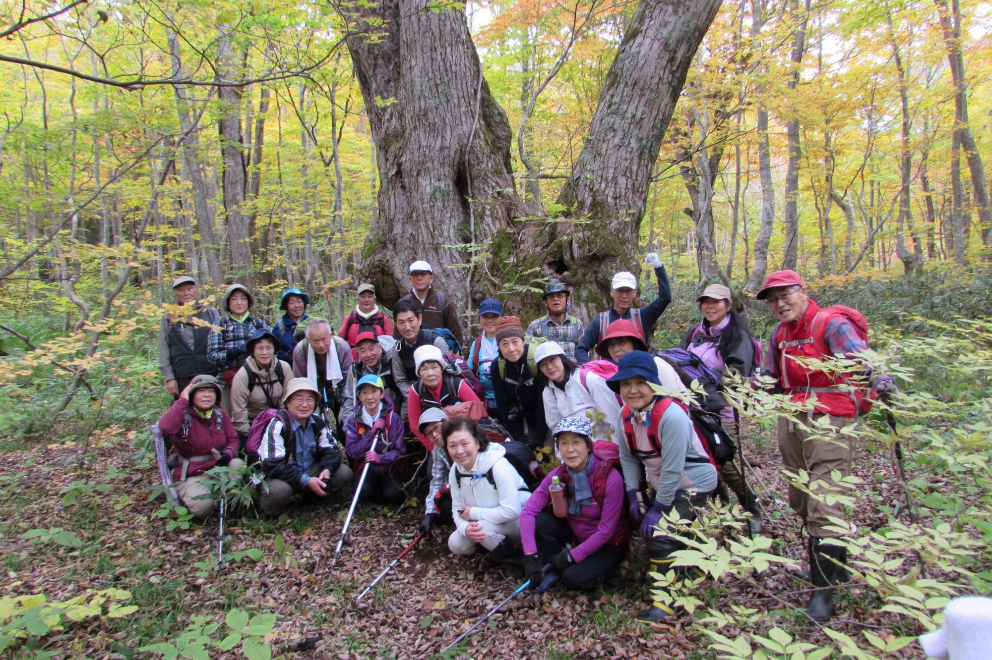 【稀少レア１点物】巨木★巨大樹木★自然派ナチュラル系、生け花【関東圏内送料無料】 巨樹をたずねて⑪～新緑の巨人たち | nippon.com