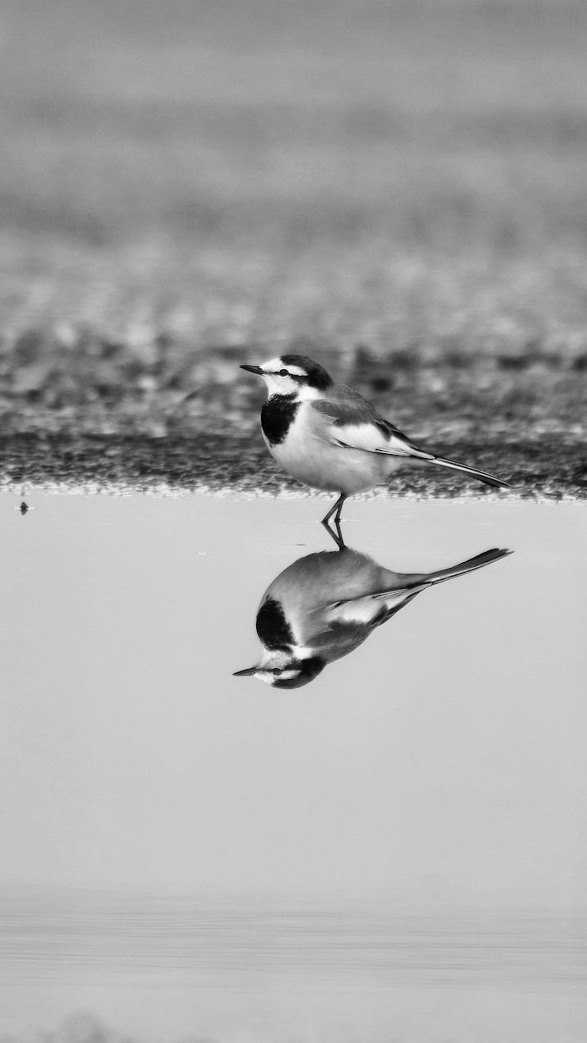鶺鴒鳴（せきれいなく）