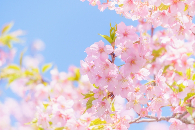 青空と桜の花