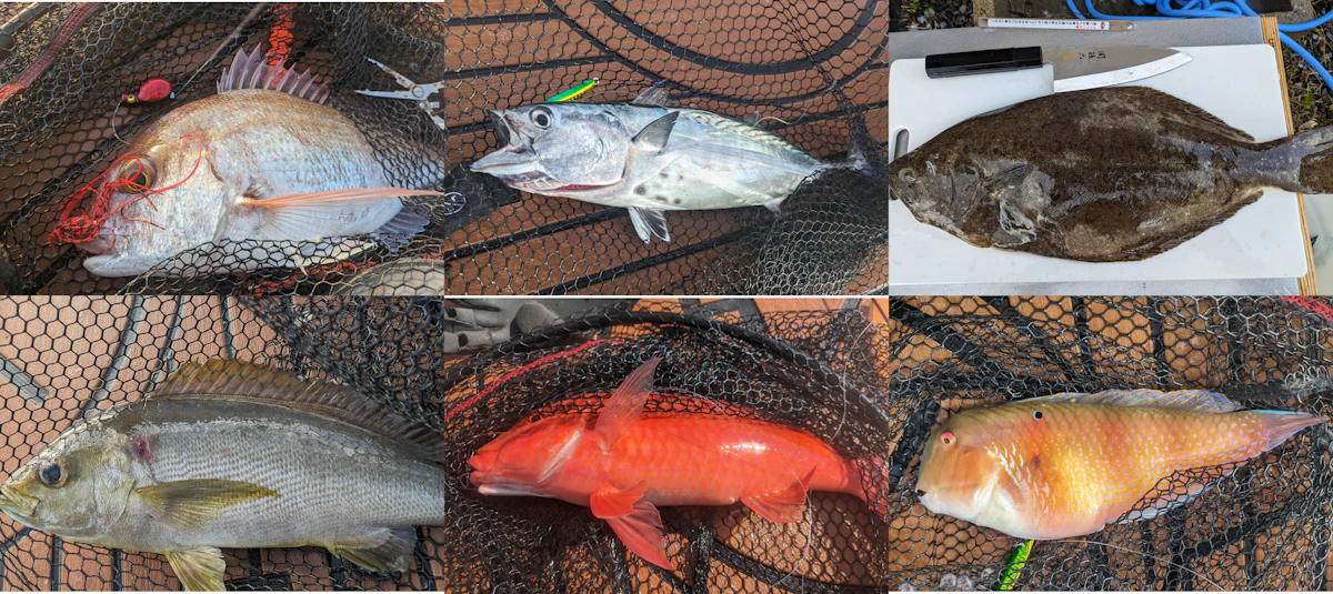 2023年夏に五島列島福江島でSUPフィッシングで釣れた魚